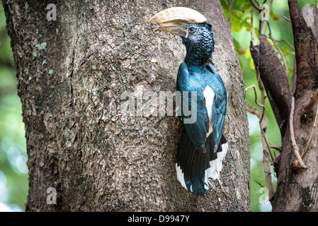 PARCO NAZIONALE DEL LAGO MANYARA, Tanzania: Hornbill dalle guance argentate (Bycanistes brevis) arroccato su un albero nel parco nazionale del lago Manyara, Tanzania. Foto Stock