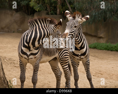 Due zebre un enclosure zoo Foto Stock