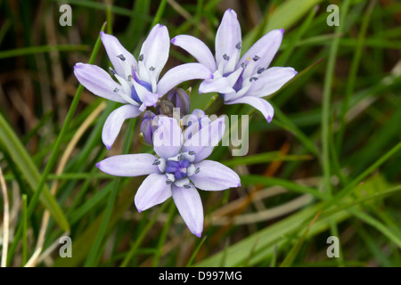 La molla Squill (Scilla verna), Wales, Regno Unito Foto Stock