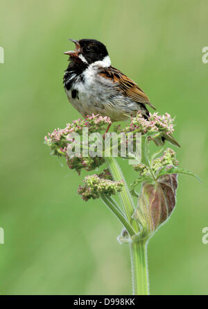 Reed bunting. Emberiza schoeniclus. che canta la sua canzone pesce persico che dichiara il suo territorio. Francese: Bruant des roseaux tedesco: Rohrammer spagnolo: Escribano PalustreGrainthorpe, Foto Stock