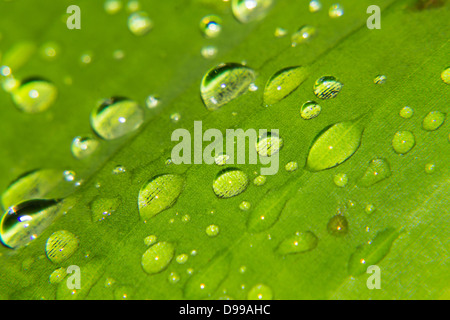 Macro gocce di acqua sulle foglie Foto Stock