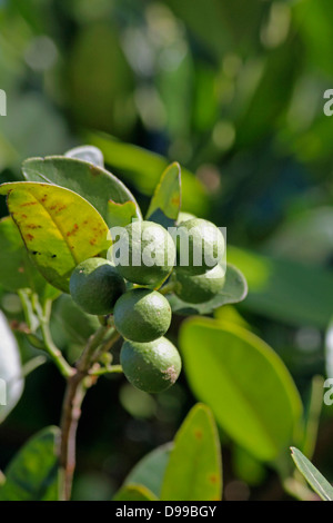 Di combava, Citrus hystrix Foto Stock