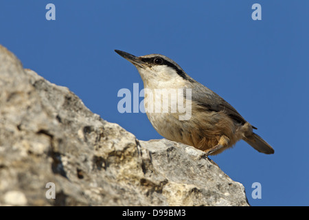 Klippenkleiber, Est Rock picchio muratore, grande roccia picchio muratore, orientale, Rock-Nuthatch tephronota Sitta Foto Stock