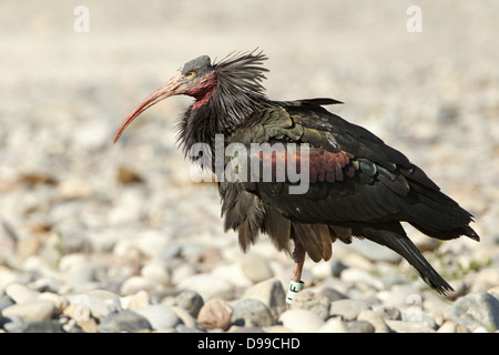 Waldrapp, Northern calvo Ibis, Geronticus eremita Foto Stock