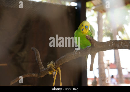 Ross, Isole Andamane e Nicobare, India Foto Stock