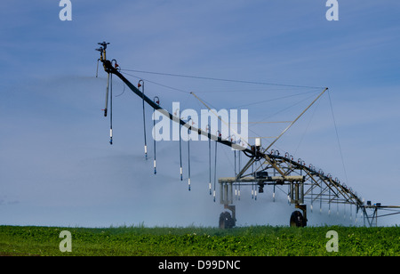 Un perno grande sistema di irrigazione fornisce acqua a cropland secco Foto Stock