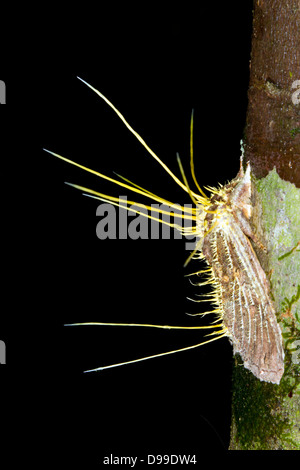 Grande falena parasitised e ucciso da Cordyceps fungo nell'Amazzonia ecuadoriana Foto Stock