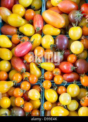 Appena raccolto mescolato i pomodori ciliegia sul display in pinta di contenitori a cassetta in corrispondenza di mercato del contadino Foto Stock