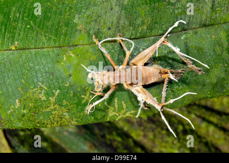 Cricket parasitised e ucciso da Cordyceps fungo nell'Amazzonia ecuadoriana Foto Stock