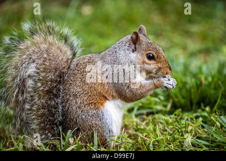 Profilo di un orientale scoiattolo grigio mangiare semi di erba Foto Stock