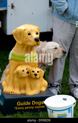 I cani guida carità cassetta di raccolta Foto Stock