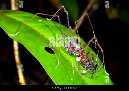 Harvestman gigante (Phalangid) alimentazione su un ragno nella foresta pluviale, Ecuador Foto Stock