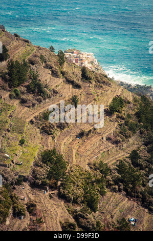 Vista di allevamento terrazze a Vernazza, Cinqueterre, Italia Foto Stock