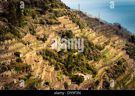 Vista di allevamento terrazze a Vernazza, Cinqueterre, Italia Foto Stock