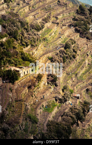 Vista di allevamento terrazze a Vernazza, Cinqueterre, Italia Foto Stock