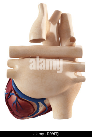 Anatomia di cuore la struttura interna Foto Stock