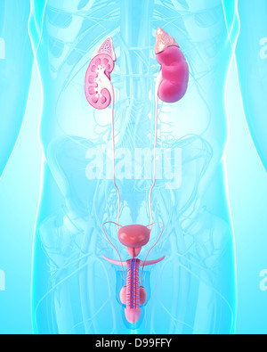 Anatomia del maschio sistema urinario Foto Stock