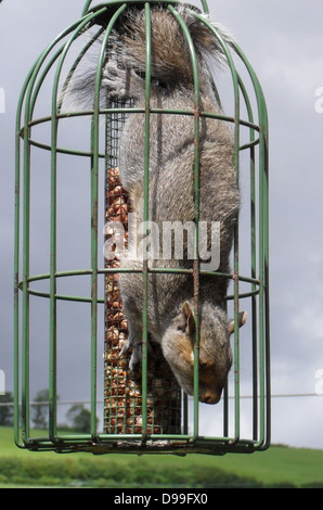 Scoiattolo in Bird Feeder Foto Stock