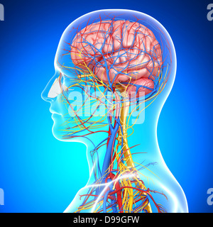 Il sistema circolatorio di testa umana anatomia Foto Stock