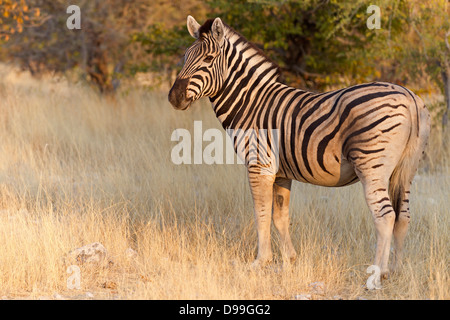 Le pianure zebra, comune zebra Burchell, la zebra, Equus quagga, pianure zebra, comune zebra Burchell, la zebra, Steppenzebra, Pferdeze Foto Stock