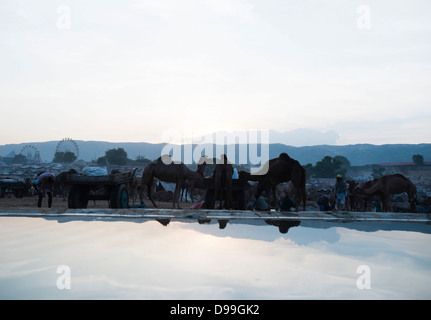 Di scena a Pushkar Camel Fair al mattino presto, Lago di Pushkar, Pushkar, Ajmer, Rajasthan, India Foto Stock