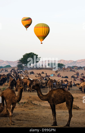 I palloni ad aria calda su Pushkar Camel fiera, Pushkar, Ajmer, Rajasthan, India Foto Stock