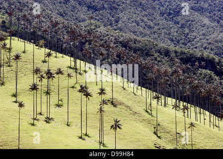 Palmas de cera (palme da cera), il più grande di palm nel mondo (fino a 60m di altezza) Valle de Cocora nei pressi di Salento, Colombia, Sud America Foto Stock