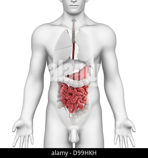 Anatomia dello stomaco del maschio con tutti gli organi interni Foto Stock