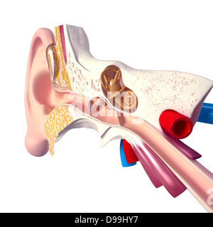 3D illustrazione di un orecchio umano anatomia Foto Stock