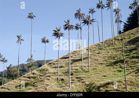 Palmas de cera (palme da cera), il più grande di palm nel mondo (fino a 60m di altezza) Valle de Cocora nei pressi di Salento, Colombia, Sud America Foto Stock
