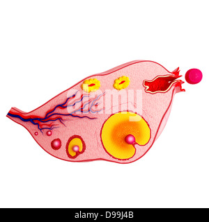 Ciclo ovarico con sfondo bianco Foto Stock