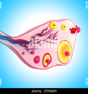 Ciclo ovarico con sfondo bianco Foto Stock