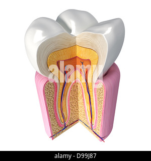 Anatomia di denti umani sezione trasversale Foto Stock