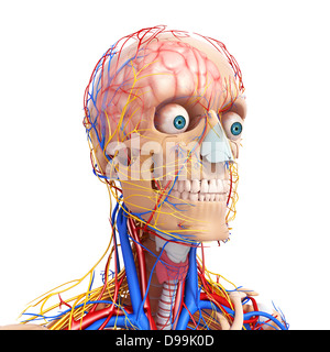 Nervoso circolatorio e sistema linfatico della testa umana anatomia Foto Stock