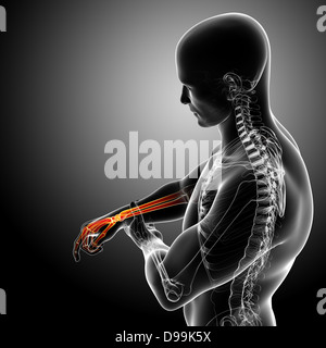 Anatomia della mano maschio x-ray Foto Stock