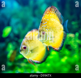 Symphysodon discus in un acquario su uno sfondo verde Foto Stock