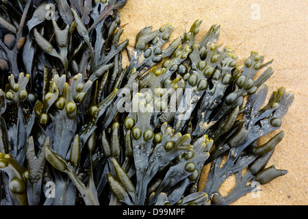 Alghe sulla spiaggia wrack della vescica fucus vasiculosus Foto Stock