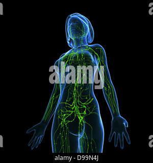 Sistema linfatico del corpo femmina anatomia Foto Stock