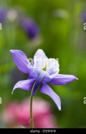 Aquilegia fioritura in un cottage inglese il giardino. Columbine fiore. Foto Stock