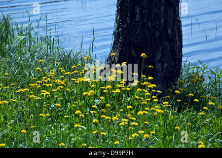 Taraxacum officinale, il comune di fioritura di tarassaco a Valguma lungolago Kemeru Parco Nazionale della Lettonia Foto Stock