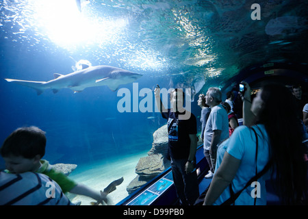 I turisti in acquario di squalo l'Oceanografic città delle arti e delle scienze Ciutat de les Arts i les Ciencies valencia spagna Foto Stock