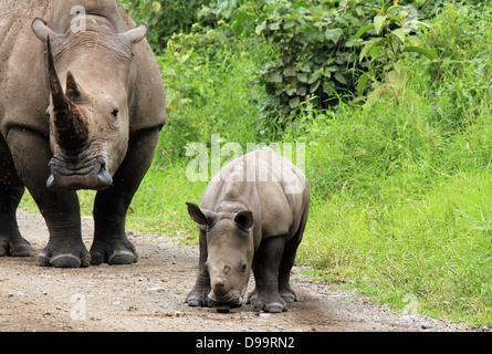 White Rhino (Ceratotherium simum) con vitello, Lake Nakuru, Kenya Foto Stock