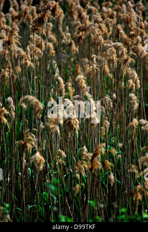 Blooming reed in alta erba verde al giorno d'estate e di sole con la foresta in background. Foto Stock