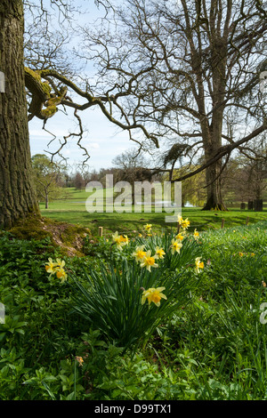 La molla Giunchiglie in una foresta impostazione con un lago in background. Ha preso a Castle Ashby giardini, Northamptonshire, Inghilterra Foto Stock