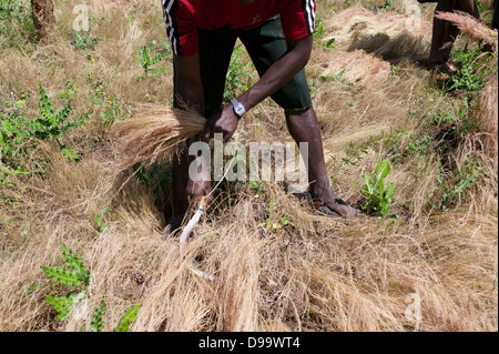 Gli agricoltori la mietitura del frumento in Etiopia. Foto Stock