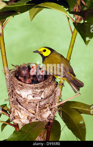 Hooded Warbler maschio Perching a Nest con nestlings - uccello verticale songbird Ornitologia Scienza natura ambiente naturale Foto Stock