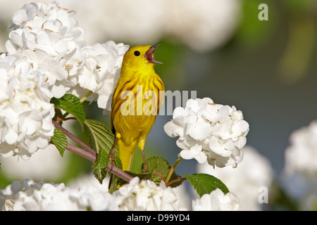 Yellow Warbler canto in Oakleaf Hydrangea Blossoms uccello songbird Ornitologia Scienza natura natura ambiente naturale Foto Stock