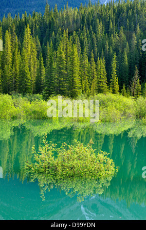 Salici riflesso in uno stagno allagato da acqua di disgelo medicina vicino Lago di Parco Nazionale di Banff Alberta Canada Foto Stock