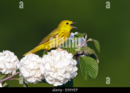 Yellow Warbler canto in Oakleaf Hydrangea Blossoms uccello songbird Ornitologia Scienza natura natura ambiente naturale Foto Stock
