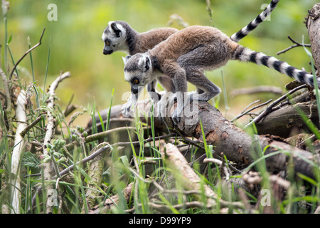 Anello Baby Tailed lemuri Foto Stock